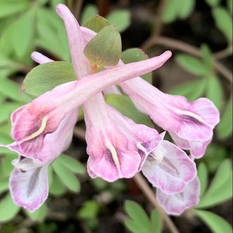 Corydalis solida