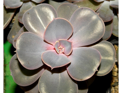 Echeveria Perle Von Nurnberg - розетка без корней (более 5 см)
