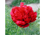 Paeonia tenuifolia &quot;Цваненбург&quot; = рубра Плено