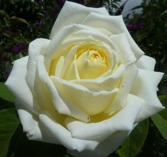 Жанна Моро (Jeanne Moreau)чайногибридная роза