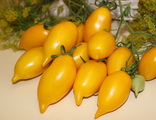 Желтые и оранжевые сорта томатов