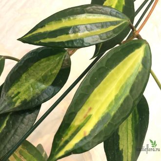 Hoya Macrophylla ‘Pot of Gold’