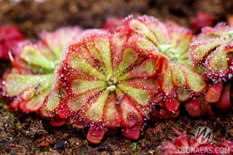 Drosera "Aliciae"