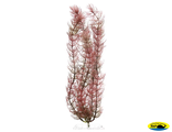 607057/606678 Растение аквариумное Red Foxtail 3(L)30cv