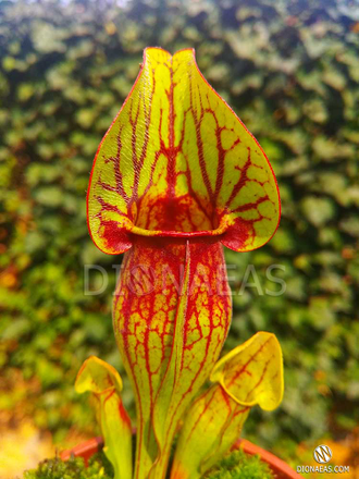 Sarracenia x alata x catesbaei