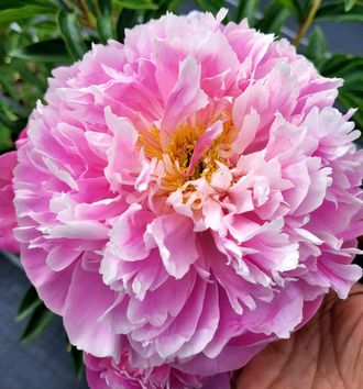 Paeonia pink charmer