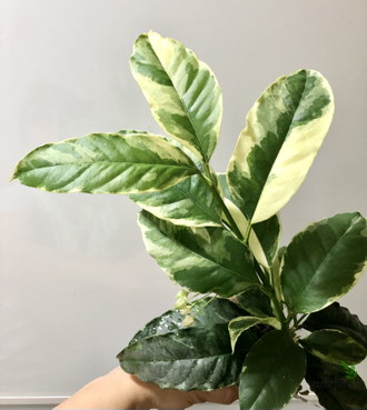 Hoya Multiflora albomarginata