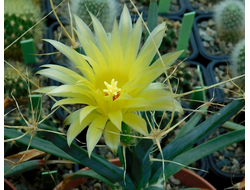 Leuchtenbergia (Лейхтенбергия)