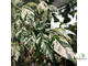 Ficus Erecta variegata / фикус эректа вариегатный