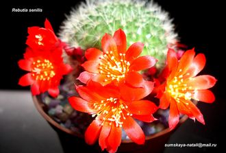 Rebutia senilis (красные цветки)