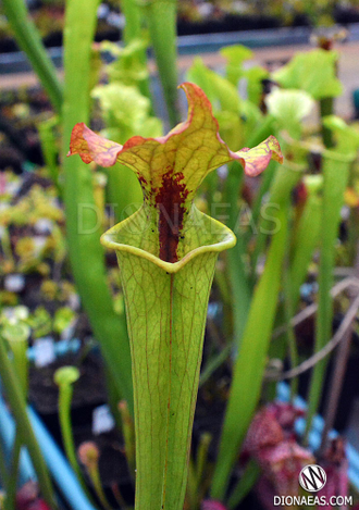 Sarracenia hybrid 8