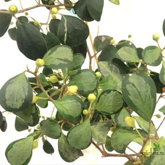 Ficus  diversifolia variegata / фикус дельтовидный вариегатный