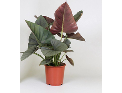 Горшечное растение (№12 005) Алоказия "Венти"