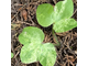 Hepatica nobilis  var.variegata