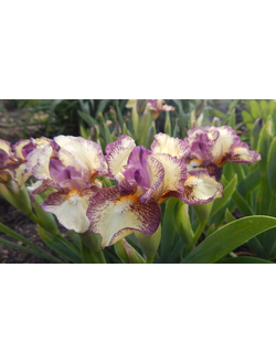 ЛУЧЕЗАРНАЯ  SDB, 28 см., ML