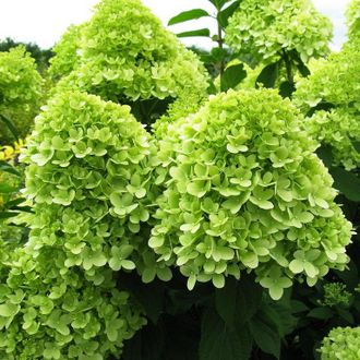 Лаймлайт гортензия метельчатая (Hydrangea paniculata Limelight)