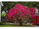 Нова Зембла рододендрон гибридный (Rhododendron hybrid (Nova Zembla)