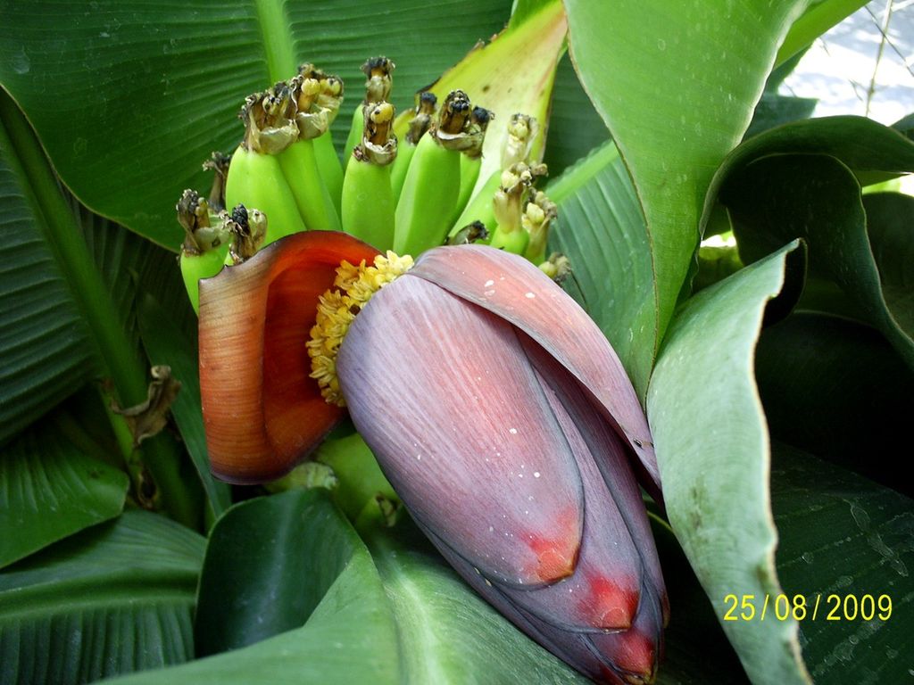 Musa acuminata (Банан заостренный, Кавендиш) - купить семена
