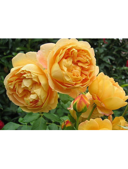 Голден Селебрейшн (Golden Celebration) роза С2, корнесобств