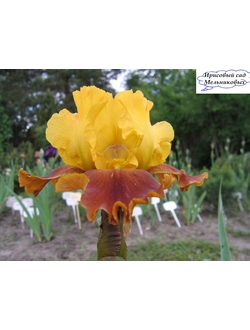 СЬЕРРА ВИСТА(SIERRA VISTA) IMB С.Локтев*2016