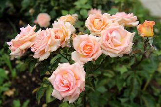 Мерилин Монро,( Marilyn Monroe) ЧГ. Carruth Мерилин Монро,( Marilyn Monroe) ЧГ. Carruth