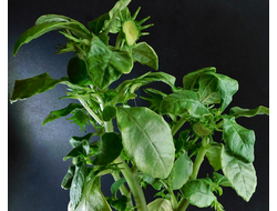Dorstenia hildebrandtii - 5 семян