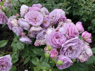 Лавандер Букет (Lavender Bouquet) Весна