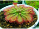 Drosera Spatulata