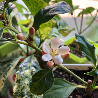 Gardenia African Mitriostigma Axillare