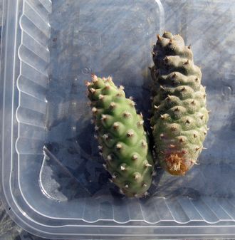 Tephrocactus articulatus v. inermis