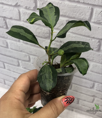 Ficus  diversifolia variegata / фикус дельтовидный вариегатный