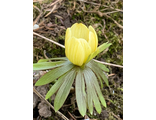 Eranthis hyemalis &quot;Schwefelglanz&quot;