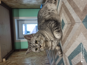 Грустный Барсик