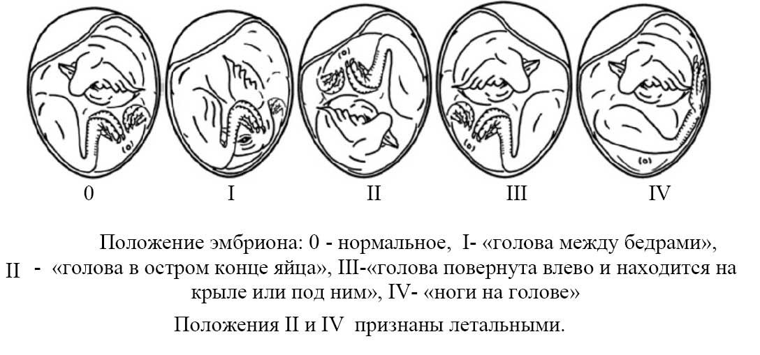 Положения эмбрионов