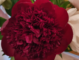 Paeonia Red charm