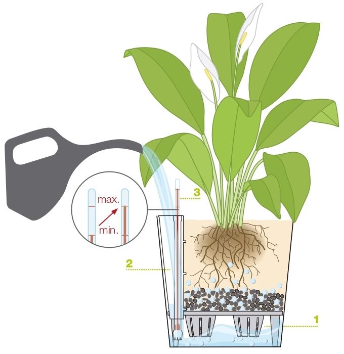 Как правильно поливать растения в кашпо с автополивом Лечуза