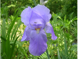 Ирис бледный (Iris pallida) 15% иронов 1г