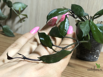 Hoya Krohniana “Black Leaves”