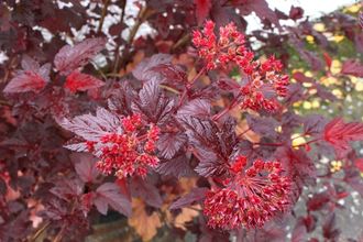 Андре пузыреплодник  калинолистный(Physocarpus opulifolius Andre)