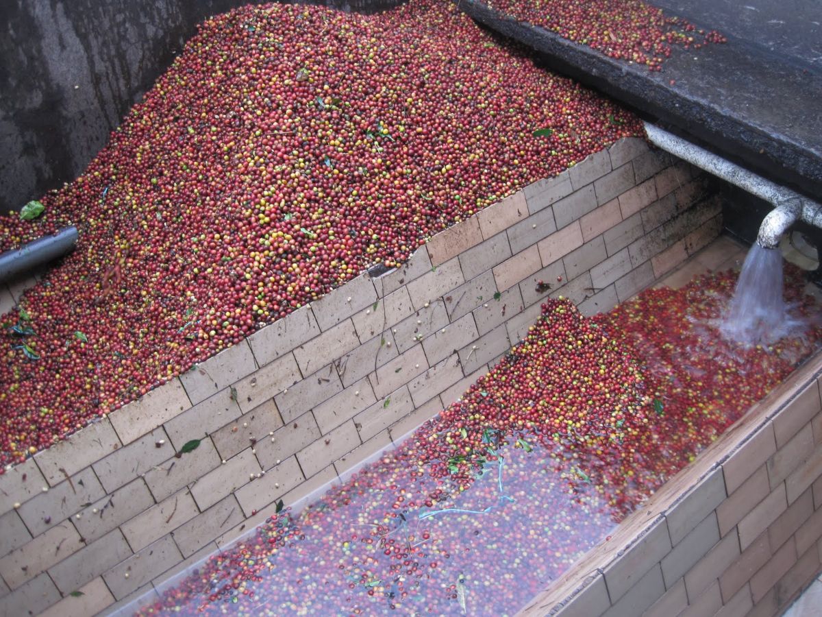 На этом фото наглядно видно как высыпанные ягоды кофе заливают водой, подготавливают к транспортиров
