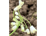 Scilla scilloides var. alba