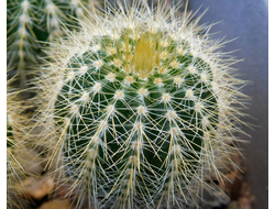 Eriocactus (Эриокактус)