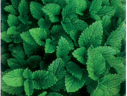 Мелисса эфирное масло