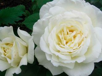 Жанна Моро (Jeanne Moreau) Ч/Г , Meilland Жанна Моро (Jeanne Moreau) Ч/Г , Meilland