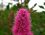 Спирея Билларда (Spiraea  billardii)