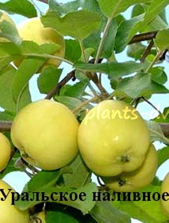 Яблоня "Уральское наливное" Яблоня "Уральское наливное"