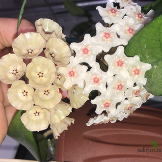 HOYA CYSTIANTHA