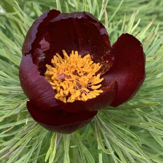 Paeonia tenuifolia &quot;Шоколадка&quot;