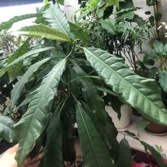 Ficus (T18) Mango leaf / фикус Нервоза