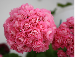 Swanland Pink / Australien Pink Rosebud - пеларгония розебудная (розоцветная) - описание сорта, фото